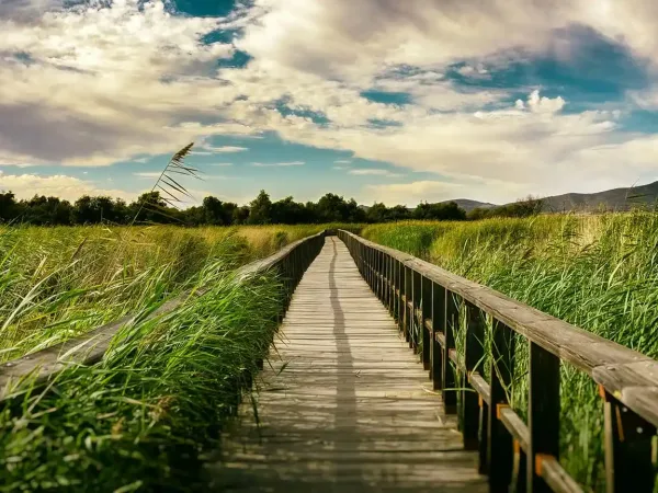 Pasarela de madera que atraviesa un extenso humedal cubierto de vegetación, bajo un cielo parcialmente nublado con tonos cálidos al atardecer, en el entorno natural del parque nacional de las Tablas de Daimiel.